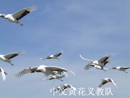 雁群高飞