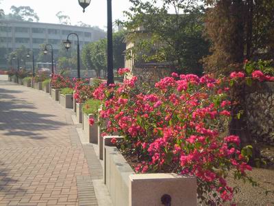 和谐、宁静的校园