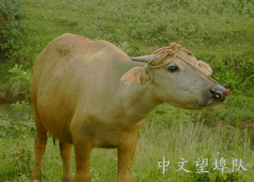 乡间的牛