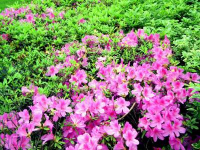 红花绿叶相映衬