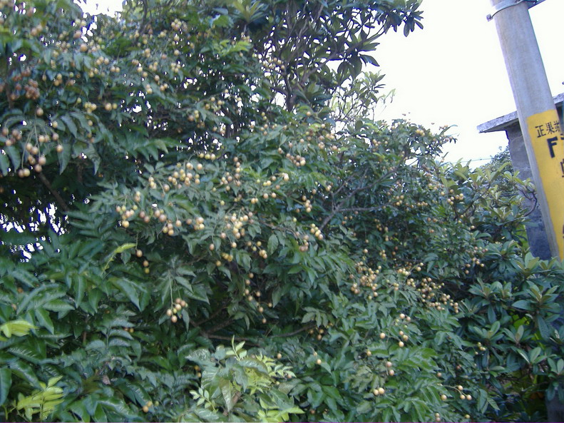 硕果累累,农民的希望!(第一段文字的图片)