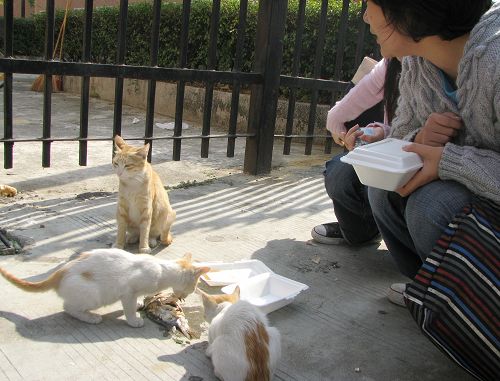 路过吃饭的同学买鱼给猫吃