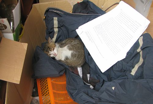 一流浪猫睡在乱糟糟的纸箱里