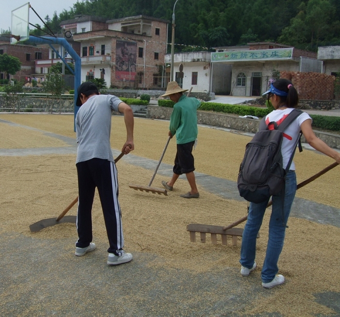 帮助农民伯伯晒稻谷,才知何谓“粒粒皆辛苦”