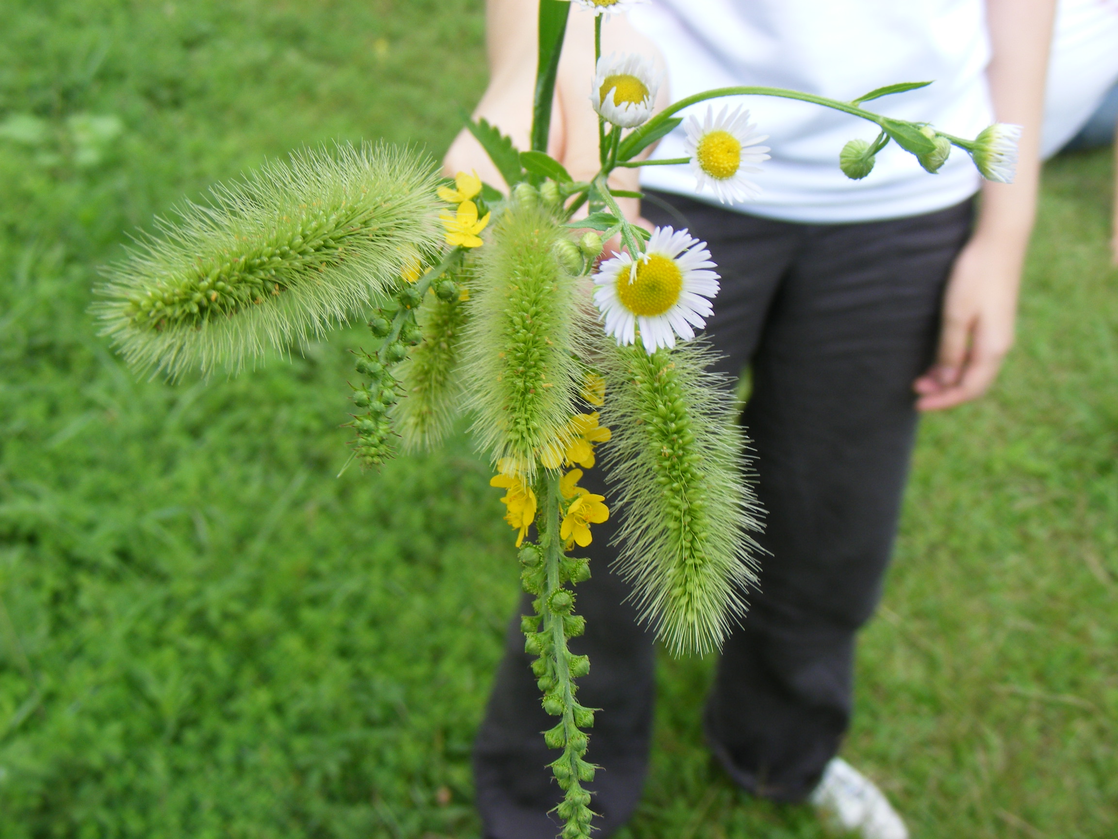 绽放的小雏菊,就像这里的孩子