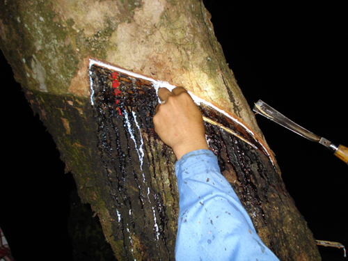 纯熟的割胶技巧