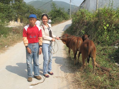 骆银花代表商英党委向刘成就赠送耕牛