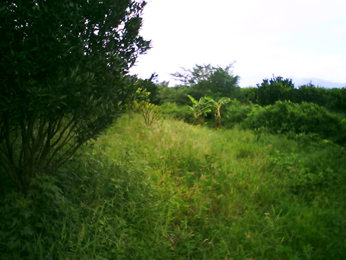 马水桔果园一角